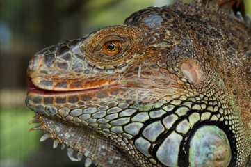 Close up Iguana