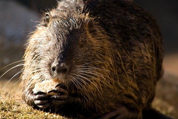 Nutria