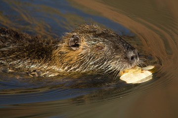 Nutria