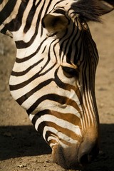 Fototapeta premium Zebra