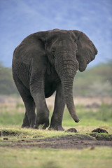 Fototapeta na wymiar African elephant, Loxodonta africana