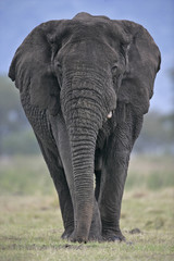 Fototapeta na wymiar Słoń afrykański, Loxodonta africana
