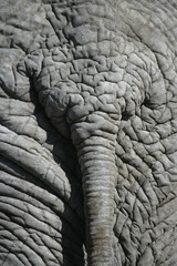 Fototapeta premium African elephant, Loxodonta africana
