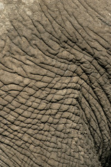 Fototapeta premium Słoń afrykański, Loxodonta africana