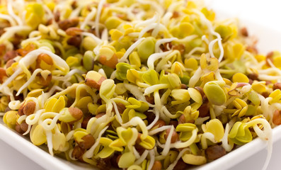 Fresh radish sprouts.
