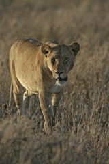 African lion,  Panthera leo