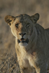Naklejka na ściany i meble African lion, Panthera leo