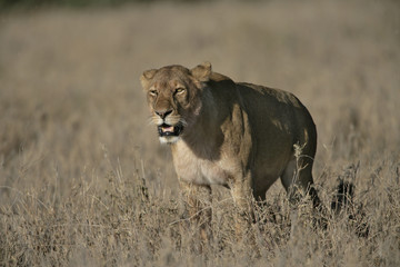 African lion,  Panthera leo