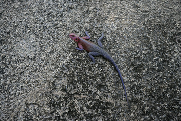 Agama lizard,  Agama agama