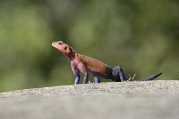 Agama lizard,  Agama agama