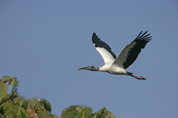 American wood-stork, Mycteria americana