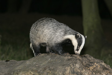 Badger,  Meles meles © Erni
