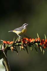 Bananaquit, Coereba flaveola