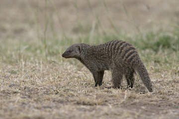 Banded mongoose, Mungos mungo