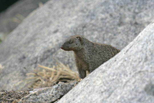 Banded Mongoose, Mungos Mungo