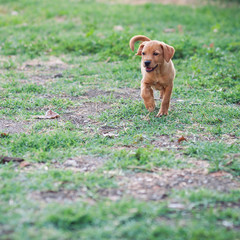 Puppy dog running outdoors.