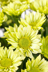 Chrysanthemum Flowers