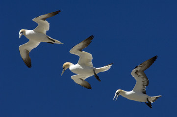 sule in volo BBC