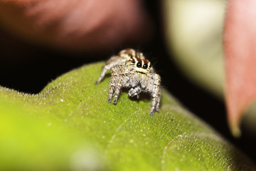 macro spider