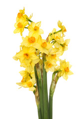 Narcissus flowers