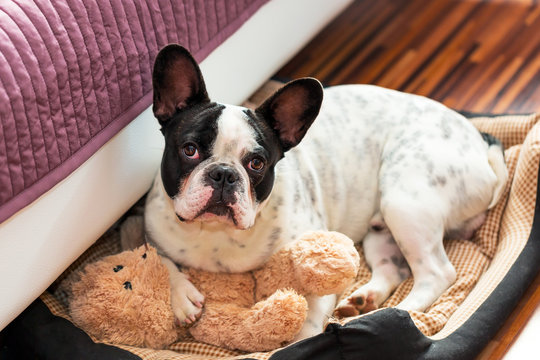 French bulldog with teddy bear in bed