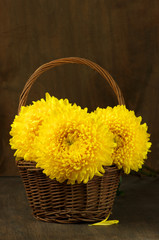 Fototapeta na wymiar Chrysanthemum in basket