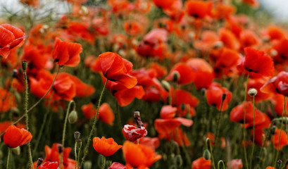 Obraz premium Red poppies