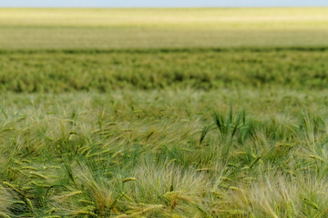 Green and yellow wheat