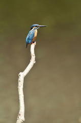 止まり木のカワセミ