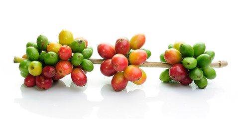 Fototapeta na wymiar coffee beans isolated on white background