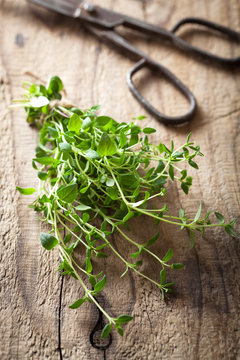 fresh thyme herb on wooden background