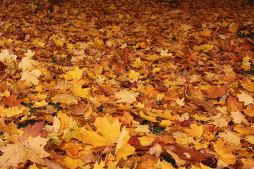 This fall