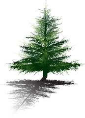 illustration with dark fir and shadow