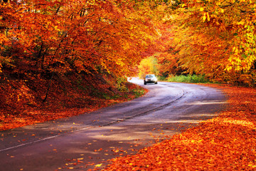 Autumn red road with car driving in the distance, red autumn road 