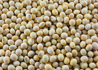 soy beans background