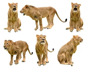 Photo sur Plexiglas Lion lion isolé