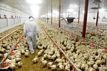 Poultry Farm And A Veterinary - 58207191