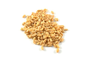 wheat isolated on white background