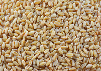 wheat isolated on white background