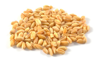 wheat isolated on white background
