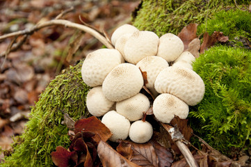 Hongos en el bosque