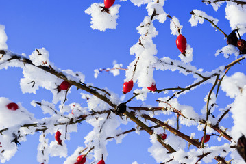 Fototapeta premium Branches rosehip covered with hoarfrost on blue sky background.