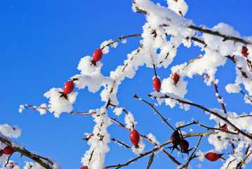 Branches rosehip covered with hoarfrost on blue sky background.