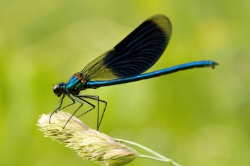 Dragonfly
