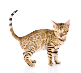 portrait of a purebred bengal cat.  isolated on white background