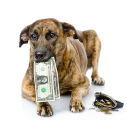 dog holding dollars in its mouth. isolated on white background