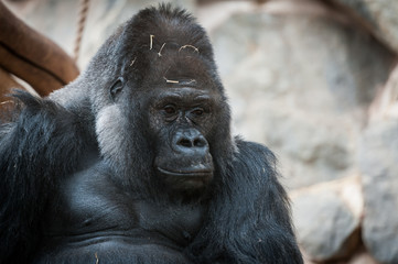 Obraz premium Portrait de gorille
