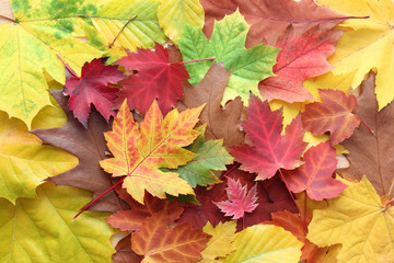 Naklejka na ściany i meble Autumn leaves design