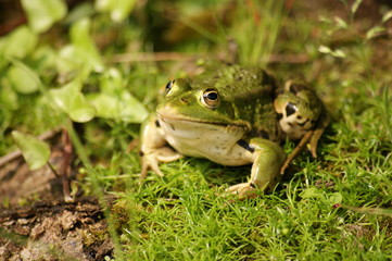 Grenouille verte