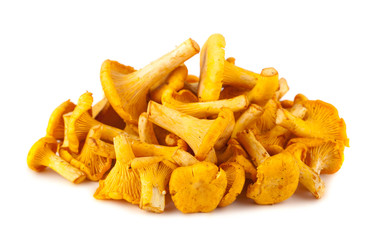 Heap of chanterelle mushrooms